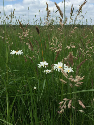 Wiesenmargeriten aus dem Projekt 'Bunte Wiesen' (Foto: Bernd Ziesmer)