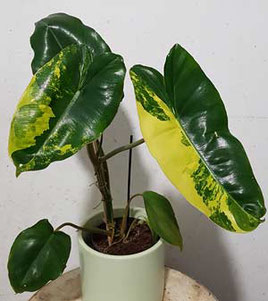 Philodendron burle marx Variegata Wien kaufen