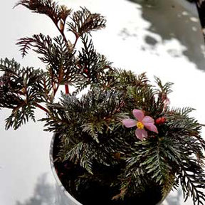 Begonia bipinnatifidia und schultzei in Wien kaufen