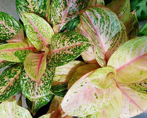 Aglaonema in Wien kaufen