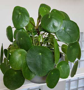 Pilea peperomides in Wien kaufen