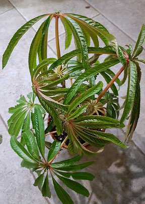 Begonia luxurians Wien kaufen