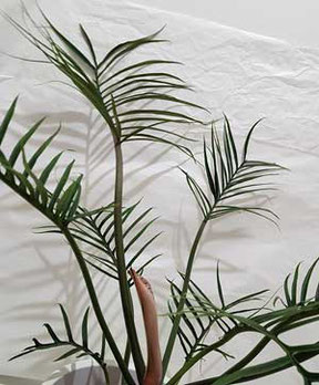 Philodendron in Wien kaufen