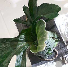 Platycerium in Wien kaufen