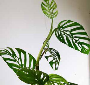 Monstera adansonii in Wien kaufen