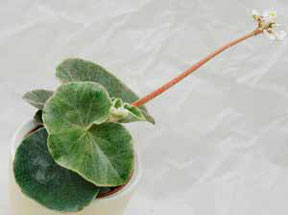 Begonia venosa Wien kaufen