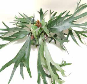 Platycerium Geweihfarn kaufen