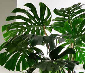 Monstera deliciosa