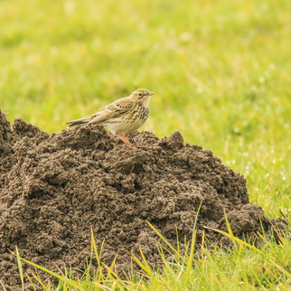 Wiesenpieper (Foto: Ralf Ehben)