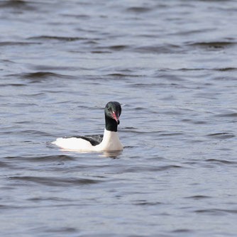 Gänsesäger (Foto: Ralf Ehben)