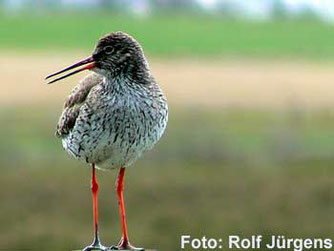 Rotschenkel - einer der Brutvögel in den Bornhorster Wiesen (Foto: Rolf Jurgens)