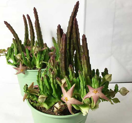 stapelia kaufen