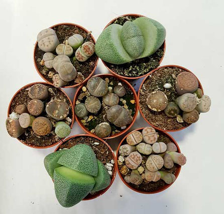 Lithops Wien kaufen