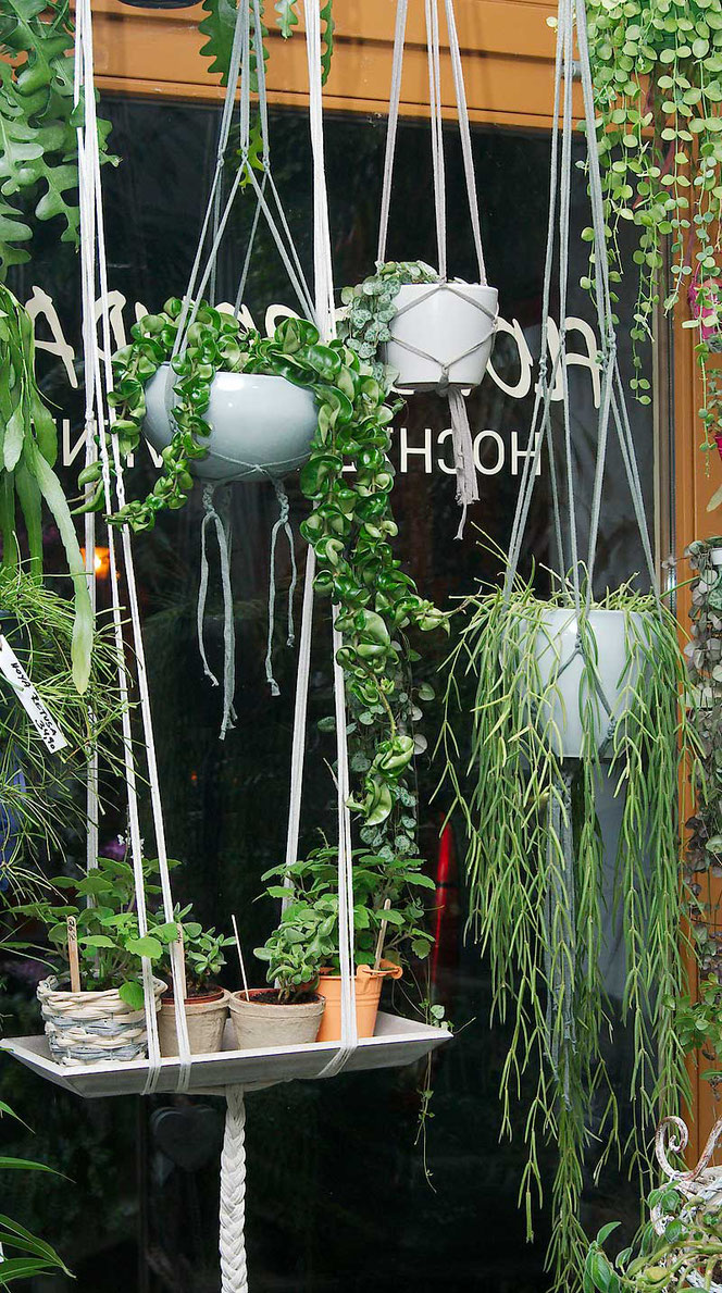 Makramee Blumenampel Wien