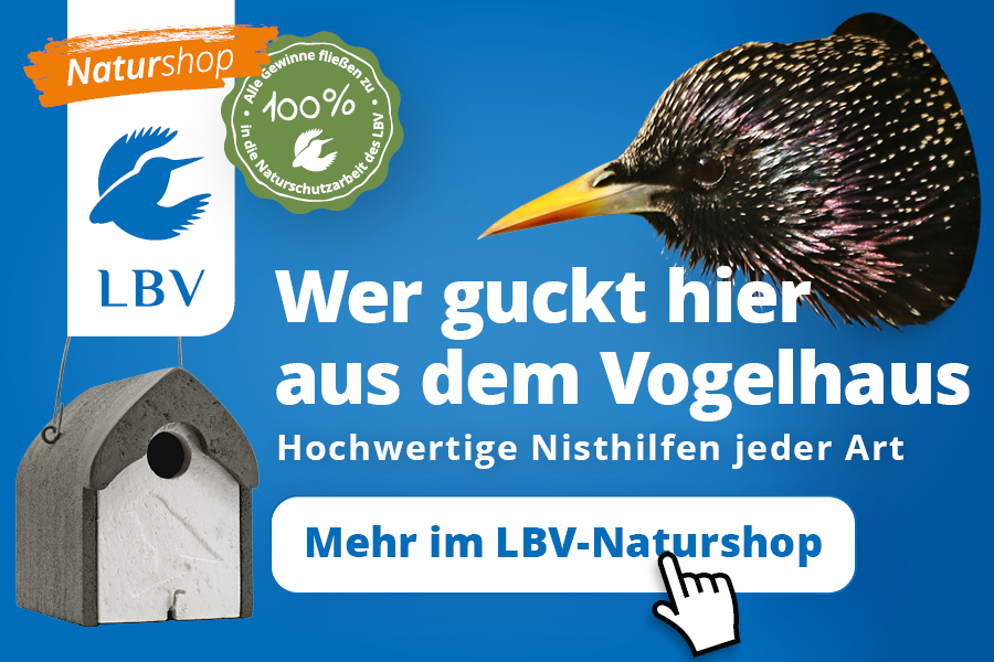 Key Visual für Stunde der Gartenvögel 2024